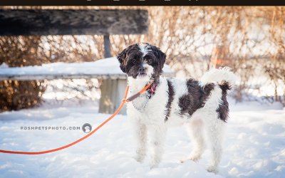 Adoptables – Toronto Animal Services | Pet Photographer in Toronto