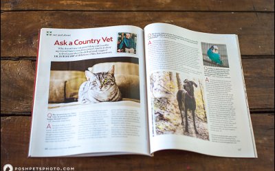 See Posh Pets in Country Living Magazine | Commercial Pet Photographer