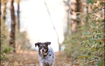 Project 52 – Fall | Toronto Pet Photographer