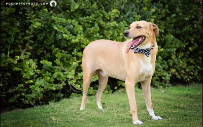 Titef – Island Dog Photography | Island Destination Pet Photographer