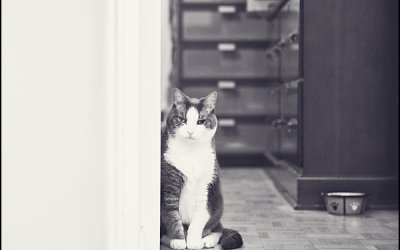 Project 52 – In The Kitchen… | Toronto Pet Photography