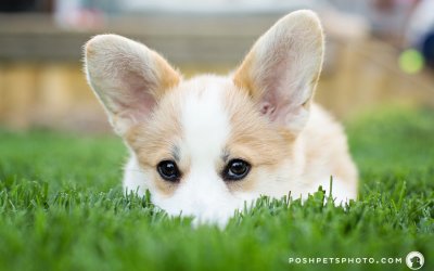 Paddington | Toronto Corgi Puppy Photography