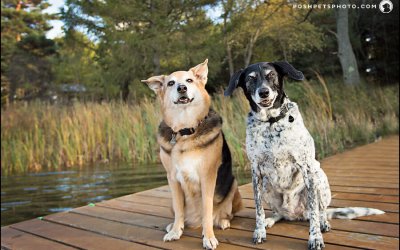 Finn & Kona – A Gorgeous Autumn Senior Session | Southern Ontario Dog Photographer