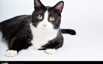 Professor Meowingtons | Toronto Celebrity Pet Photographer
