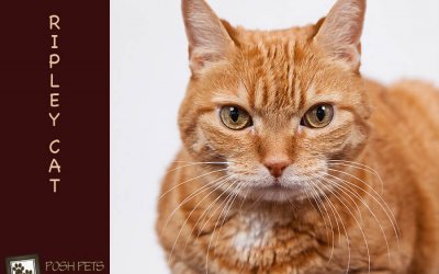 Family Day | Toronto Pet Photographer