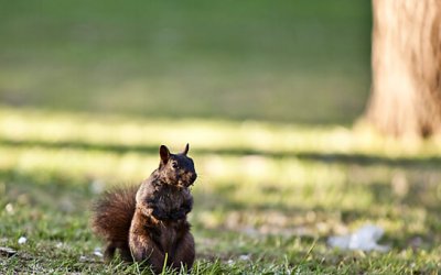 Project 52 – In the Garden (Park) | Toronto Animal Photography