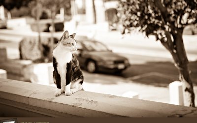 Project 52 – Street Photography | Pet Photographer based in Toronto