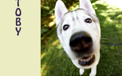 Toby & Caleb | Burlington Dog Photographer