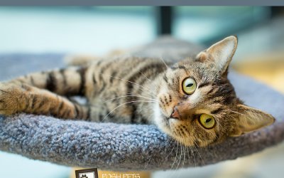 Adoptables – Toronto Animal Services (North) – Lifestyle Pet Photographer in Toronto