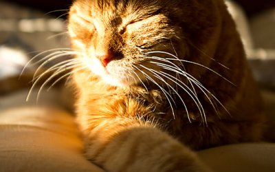 Project 52 – Spots | Toronto Pet Photographer