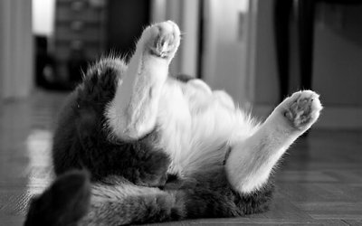 Project 52 – Strange Behaviour | Toronto Cat Photographer