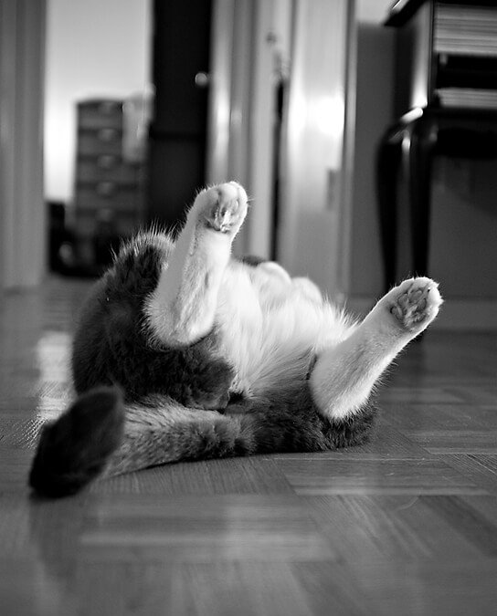 Project 52 – Strange Behaviour | Toronto Cat Photographer