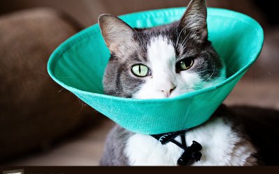 Project 52 – My Lady Jane | Ontario Pet Photographer