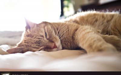 Project 52 – Backlighting | Toronto Pet Photographer