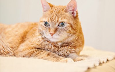 Happy Anniversary Ripley! | Ontario Pet Photographer