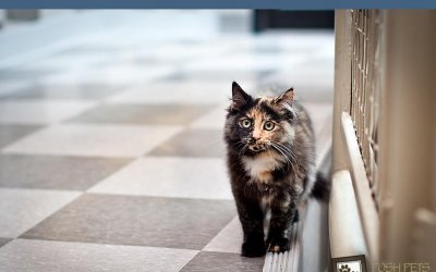 Adoptables – TAS North Region | Ontario Pet Photographer