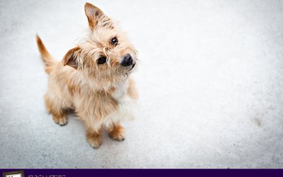 Project 52 – Angles | Toronto Pet Photographer