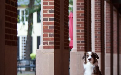 Project 52 – Location | Toronto Pet Photographer