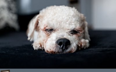 Project 52 – Chilled Out | Toronto Pet Photography