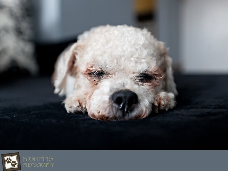Project 52 – Chilled Out | Toronto Pet Photography