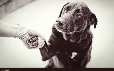 52 HeARTs – Friendship | Toronto Pet Photographer