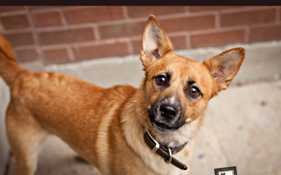 Adoptables – Toronto Animal Services | Pet Photographer Toronto