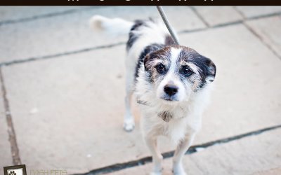 Adoptables – TAS North Region | Toronto Exclusive Pet Photographer