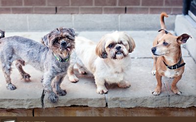 Project 52 – The More, The Merrier | Toronto Pet Photographer