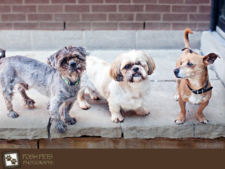 Project 52 – The More, The Merrier | Toronto Pet Photographer