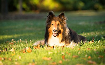Chester & Abbey | Part I of A Wonderful Dog and Cat Photography Session in the Park!