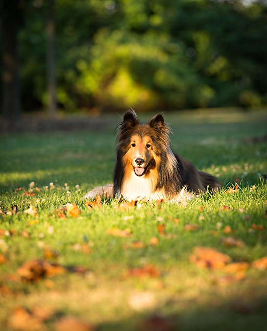 Chester & Abbey | Part I of A Wonderful Dog and Cat Photography Session in the Park!