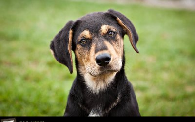 Project 52 – Best of the Week | Toronto Dog Photographer