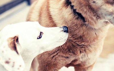 Project 52 – Mood | Toronto Pet Photographer