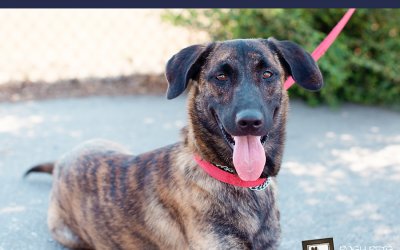 Adoptables – Toronto Animal Services | GTA Pet Photographer