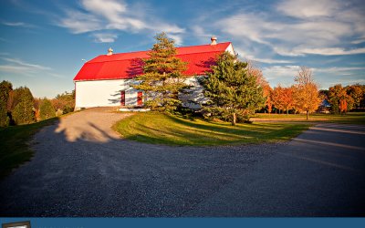 Project 52 – Primary Colours | Pet Photography Toronto