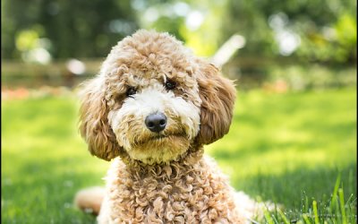 Sneak Peek | Golden Doodle Photography