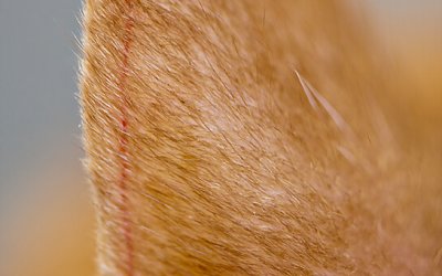 Project 52 – Macro Photography | Toronto Pet Photographer