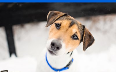 Adoptables – Toronto Animal Services | Toronto Pet Photography