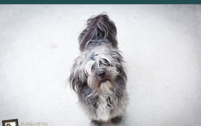 Adoptables – Toronto Animal Services | Lifestyle Pet Photographer Toronto