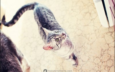 Project 52 – Hungry | Lifestyle Pet Photography