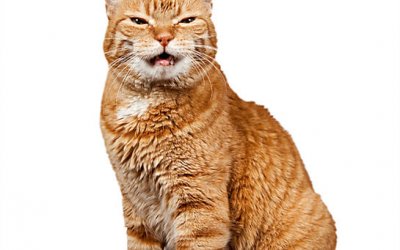 Project 52 – High-Key Portrait | Toronto Pet Photography