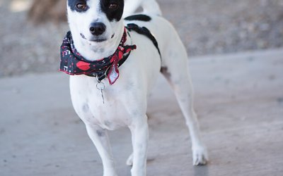 Project 52 – Smile! | Toronto Dog Photographer