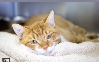 Adoptables – Toronto Animal Services North | Pet Photographer in Canada
