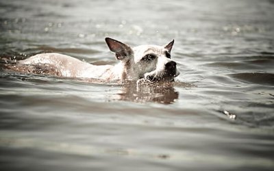 Project 52 – Sports | Toronto Pet Photographer