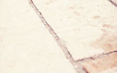 Project 52 – Noses | Toronto Pet Photography