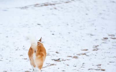 Tribute – Sally | Toronto Corgi Photography