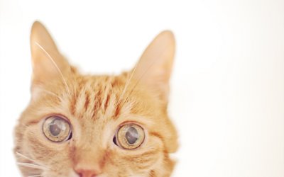 Project 52 – From the Ground Up | Pet Photography Toronto