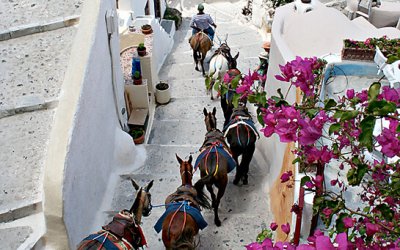 Project 52 – Repetition | Toronto Pet Photographer