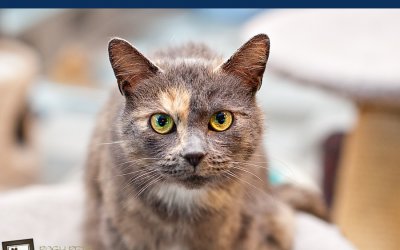 Adoptables – TAS North Region | Toronto Pet Photographer