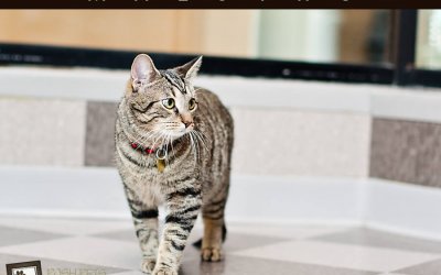 Adoptables – TAS North Region | Pet Photography in Toronto